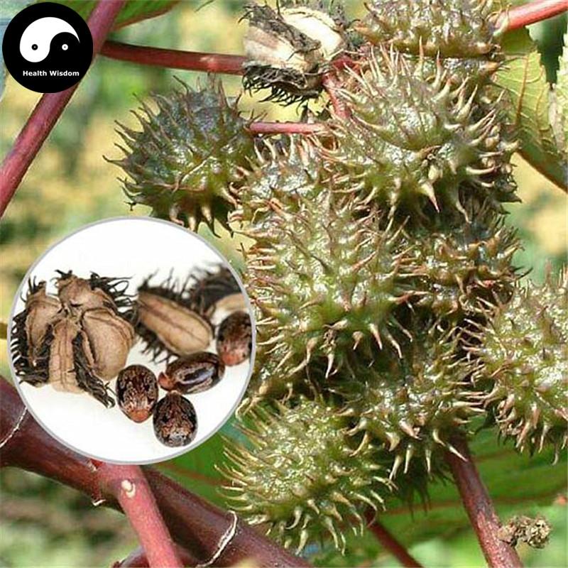 Bi Ma Zi 蓖麻子, Semen Ricini, Castor Bean-Health Wisdom™