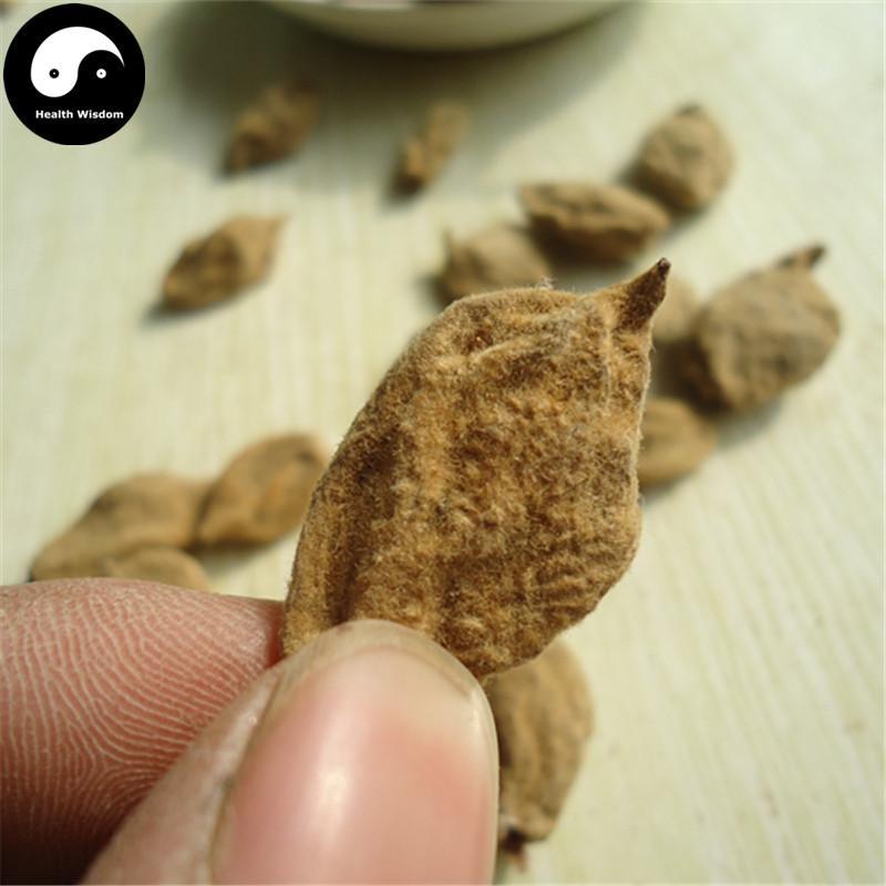 Bi Tao Gan 碧桃幹, Bie Tao Gan, Fructus Persicae Immaturus, Tao Nu, Yin Tao Gan-Health Wisdom™
