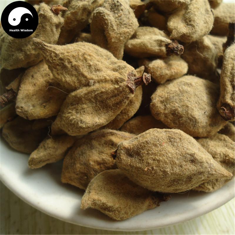 Bi Tao Gan 碧桃幹, Bie Tao Gan, Fructus Persicae Immaturus, Tao Nu, Yin Tao Gan-Health Wisdom™
