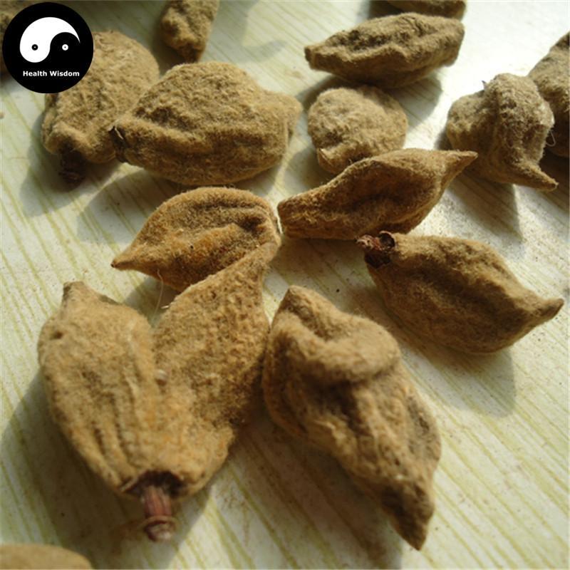Bi Tao Gan 碧桃幹, Bie Tao Gan, Fructus Persicae Immaturus, Tao Nu, Yin Tao Gan-Health Wisdom™