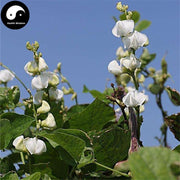 Bian Dou Hua 扁豆花, Hyacinth Bean Flower, Flos Dolichos Lablab-Health Wisdom™