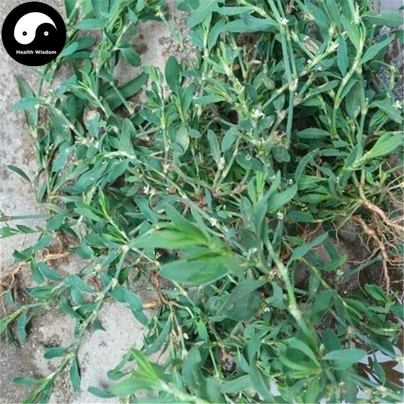 Bian Xu 萹蓄, Herba Polygoni Avicularis, Common Knotgrass Herb-Health Wisdom™
