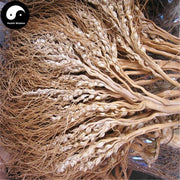 Bing Lang Hua 檳榔花, Areca Flower, Betelnutpalm Male Flower, Flos Arecae Masculinus-Health Wisdom™