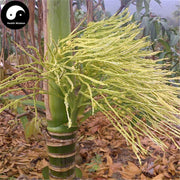Bing Lang Hua 檳榔花, Areca Flower, Betelnutpalm Male Flower, Flos Arecae Masculinus-Health Wisdom™