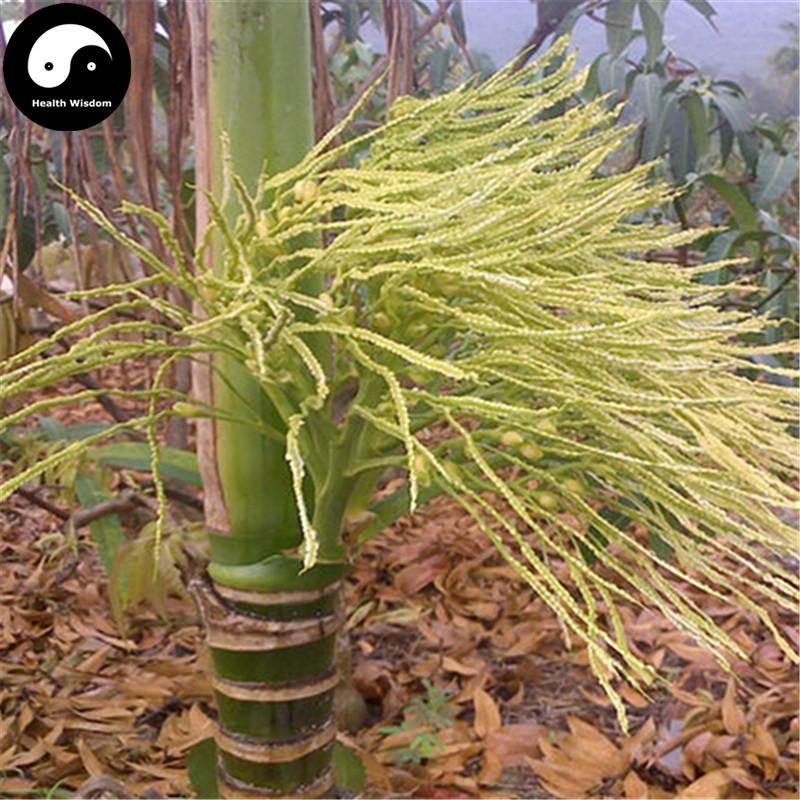 Bing Lang Hua 檳榔花, Areca Flower, Betelnutpalm Male Flower, Flos Arecae Masculinus-Health Wisdom™
