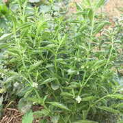 Bing Tang Cao 冰糖草, Herb Scoparia Dulcis, Tu Gan Cao 土甘草-Health Wisdom™