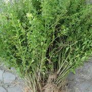 Bing Tang Cao 冰糖草, Herb Scoparia Dulcis, Tu Gan Cao 土甘草-Health Wisdom™