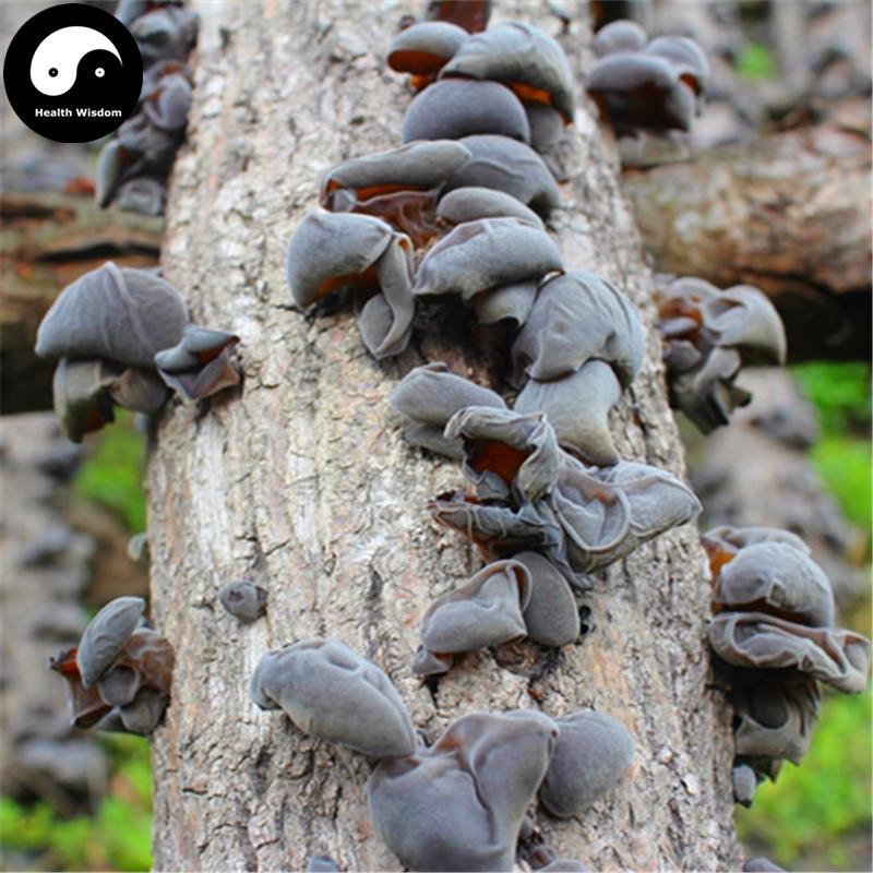Black Fungus Mushroom, Auricularia Auricula, Agaric Wood Ear Fungus, Duan Hei Mu Er 椴黑木耳-Health Wisdom™