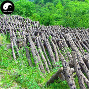 Black Fungus Mushroom, Auricularia Auricula, Agaric Wood Ear Fungus, Duan Hei Mu Er 椴黑木耳-Health Wisdom™