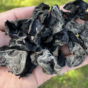 Black Fungus Mushroom, Auricularia Auricula, Agaric Wood Ear Fungus, Duan Hei Mu Er 椴黑木耳-Health Wisdom™