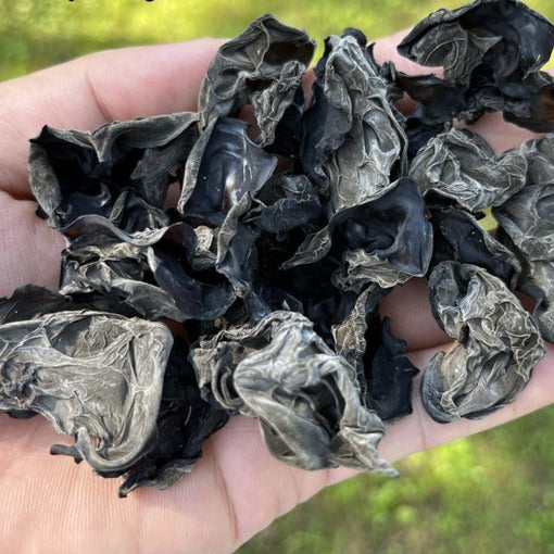 Black Fungus Mushroom, Auricularia Auricula, Agaric Wood Ear Fungus, Duan Hei Mu Er 椴黑木耳-Health Wisdom™
