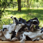 Black Fungus Mushroom, Auricularia Auricula, Agaric Wood Ear Fungus, Mao Hei Mu Er 毛黑木耳-Health Wisdom™