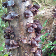 Black Fungus Mushroom, Auricularia Auricula, Agaric Wood Ear Fungus, Mao Hei Mu Er 毛黑木耳-Health Wisdom™