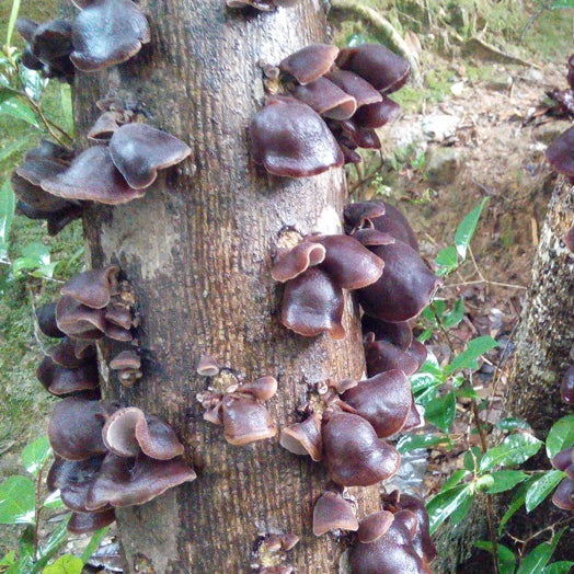 Black Fungus Mushroom, Auricularia Auricula, Agaric Wood Ear Fungus, Mao Hei Mu Er 毛黑木耳-Health Wisdom™