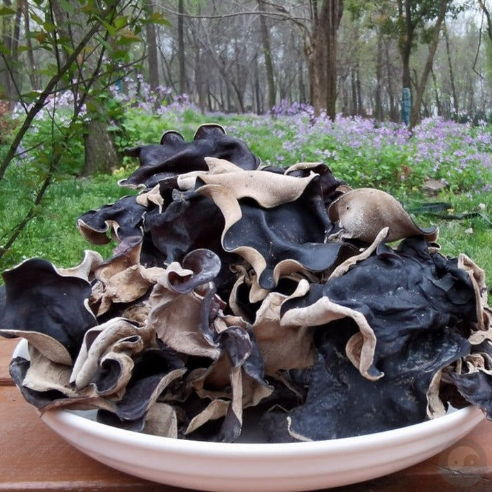 Black Fungus Mushroom, Auricularia Auricula, Agaric Wood Ear Fungus, Mao Hei Mu Er 毛黑木耳-Health Wisdom™