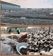 Black Fungus Mushroom, Auricularia Auricula Slices, Agaric Wood Ear Fungus, Mu Er Si 木耳丝-Health Wisdom™