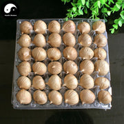 Black Garlic 90 Days Fermented Food For Regulate Blood Sugar Balance-Health Wisdom™