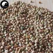 Bo Cai Zi 菠菜籽, Fructus Spinaciae, Spinach Fruit-Health Wisdom™