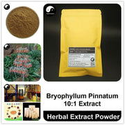 Bryophyllum Pinnatum Extract Powder, Bryophyllum Pinnatum P.E. 10:1, Luo Di Sheng Gen-Health Wisdom™