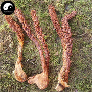 Bu Lao Cao 不老草, Orobanche Coerulescens, Cao Cong Rong, Lie Dang-Health Wisdom™