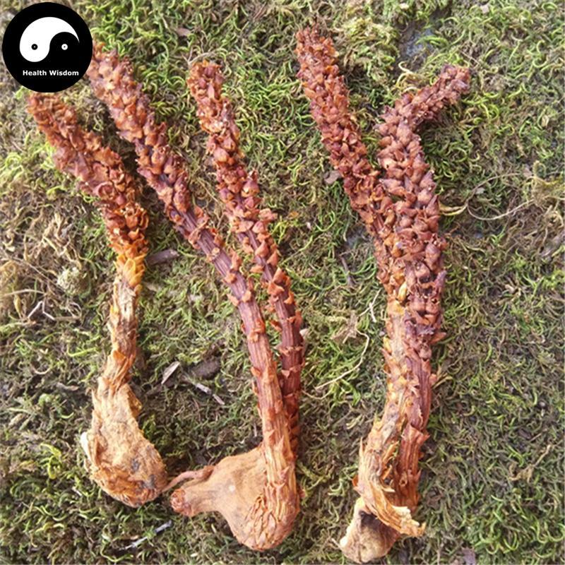 Bu Lao Cao 不老草, Orobanche Coerulescens, Cao Cong Rong, Lie Dang-Health Wisdom™