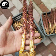 Bu Lao Cao 不老草, Orobanche Coerulescens, Cao Cong Rong, Lie Dang-Health Wisdom™