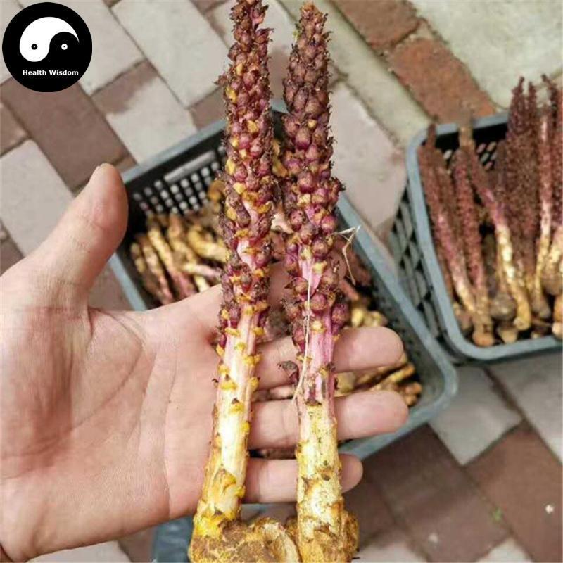 Bu Lao Cao 不老草, Orobanche Coerulescens, Cao Cong Rong, Lie Dang-Health Wisdom™