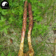 Bu Lao Cao 不老草, Orobanche Coerulescens, Cao Cong Rong, Lie Dang-Health Wisdom™