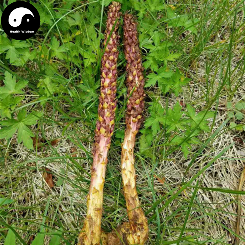 Bu Lao Cao 不老草, Orobanche Coerulescens, Cao Cong Rong, Lie Dang-Health Wisdom™