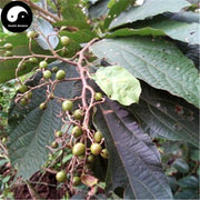 Bu Zha Ye 布渣葉, Folium Microcotis, Po Bu Ye-Health Wisdom™