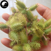 Cang Er Zi 蒼耳子, Fructus Xanthii, Siberian Cocklour Fruit-Health Wisdom™
