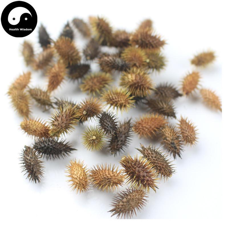 Cang Er Zi 蒼耳子, Fructus Xanthii, Siberian Cocklour Fruit-Health Wisdom™