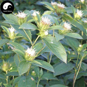 Cang Zhu 蒼術, Rhizoma Atractylodis, Chinese Atractylodes Rhizome-Health Wisdom™