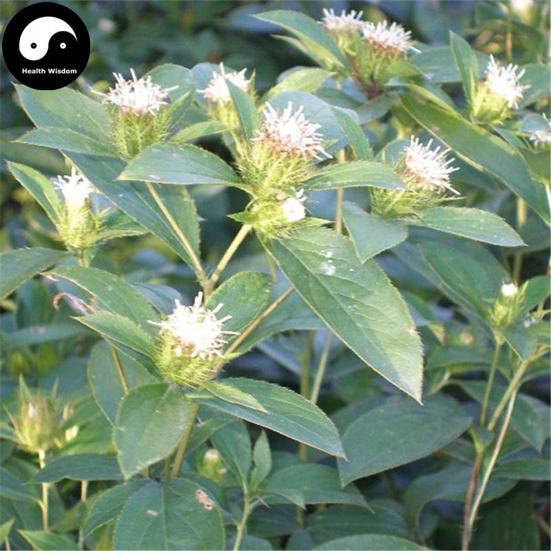 Cang Zhu 蒼術, Rhizoma Atractylodis, Chinese Atractylodes Rhizome-Health Wisdom™
