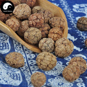 Cao Dou Kou 草豆蔻, Semen Alpiniae Katsumadai, Cao Kou Ren, Katsumade Galangal Seed-Health Wisdom™