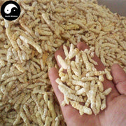 Cao Shi Can 草石蚕, Stachys Sieboldii Root, Di Can, Gan Lu Zi, Chinese Artichoke-Health Wisdom™