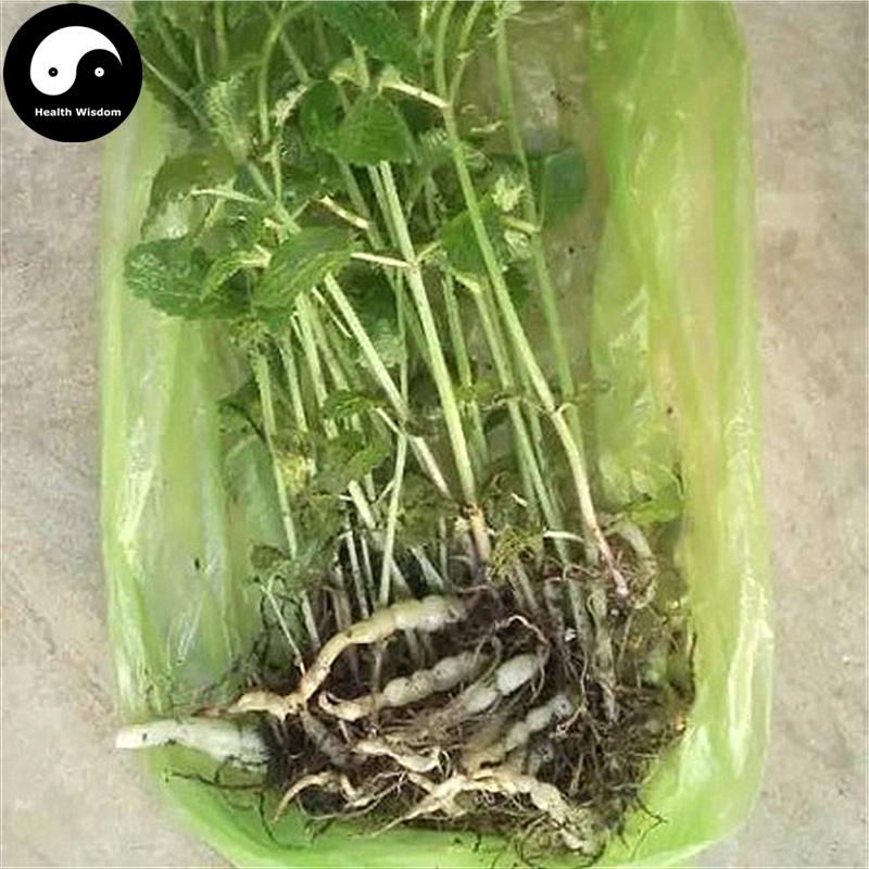 Cao Shi Can 草石蚕, Stachys Sieboldii Root, Di Can, Gan Lu Zi, Chinese Artichoke-Health Wisdom™