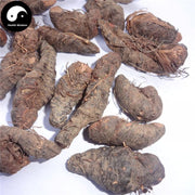 Cao Xue Jie 草血竭, Paleaceous Knotweed Rhizome, Rhizoma Polygoni Paleacei-Health Wisdom™