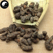 Cao Xue Jie 草血竭, Paleaceous Knotweed Rhizome, Rhizoma Polygoni Paleacei-Health Wisdom™