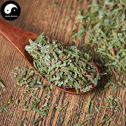 Ce Bai Ye 側柏葉, Cacumen Platycladi, Chinese Arborvitae Twig, Bai Ye-Health Wisdom™