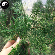 Ce Bai Ye 側柏葉, Cacumen Platycladi, Chinese Arborvitae Twig, Bai Ye-Health Wisdom™