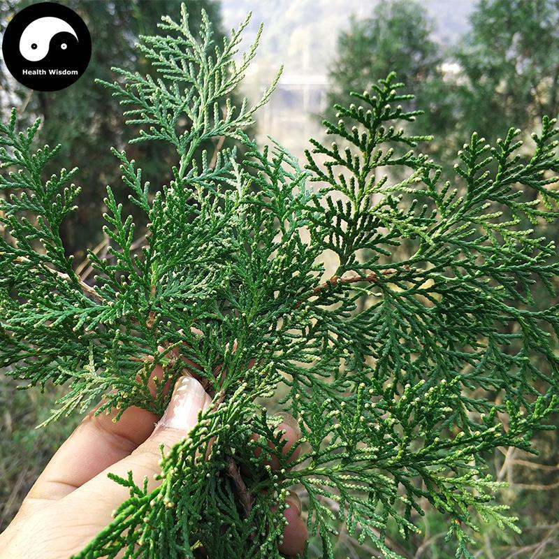 Ce Bai Ye 側柏葉, Cacumen Platycladi, Chinese Arborvitae Twig, Bai Ye-Health Wisdom™