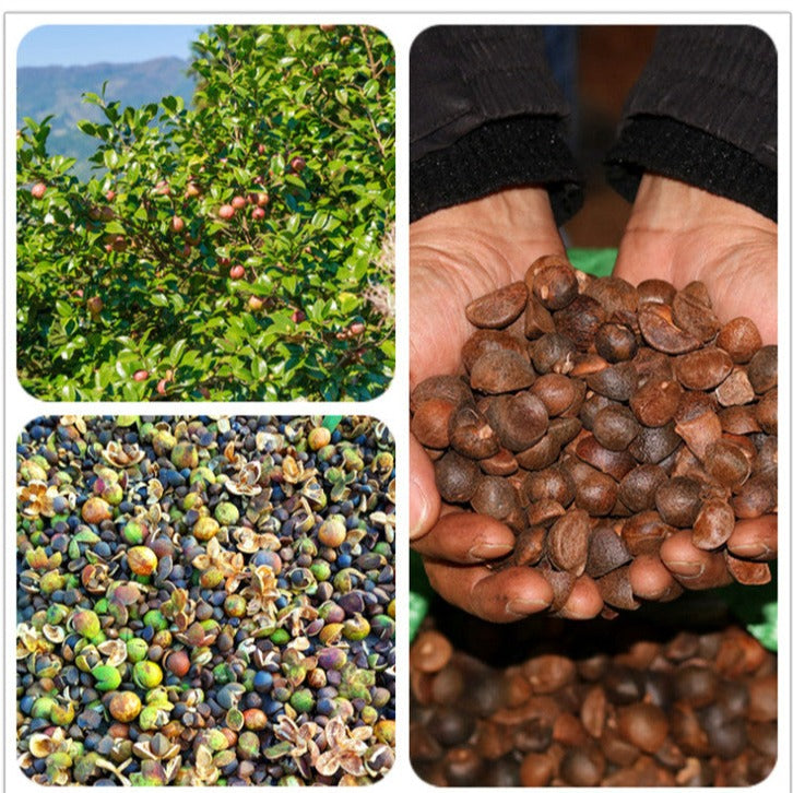 Cha Zi Fen 茶籽粉, Chinese Tea Seeds Powder, Camellia Sinensis Seed Powder Natural Herb For Hair Care-Health Wisdom™