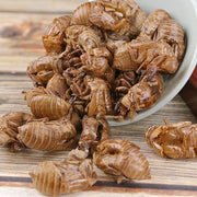 Chan Tui 蝉蜕, Cicada Molting (Slough), Periostracum Cicadae, Cryptotympana-Health Wisdom™