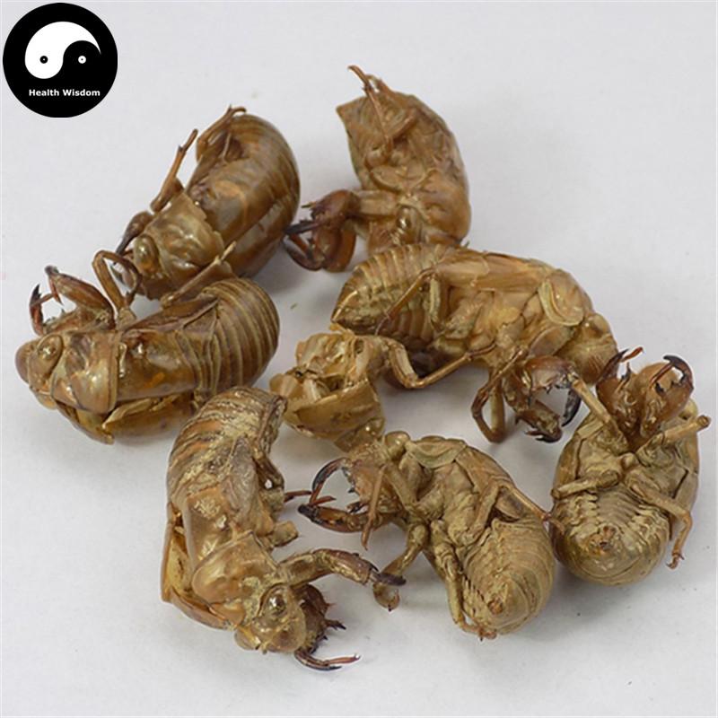 Chan Tui 蝉蜕, Cicada Molting (Slough), Periostracum Cicadae, Cryptotympana-Health Wisdom™