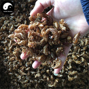 Chan Tui 蝉蜕, Cicada Molting (Slough), Periostracum Cicadae, Cryptotympana-Health Wisdom™