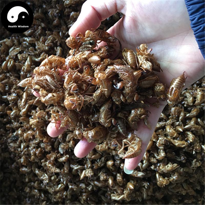 Chan Tui 蝉蜕, Cicada Molting (Slough), Periostracum Cicadae, Cryptotympana-Health Wisdom™