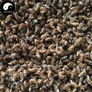 Chan Tui 蝉蜕, Cicada Molting (Slough), Periostracum Cicadae, Cryptotympana-Health Wisdom™