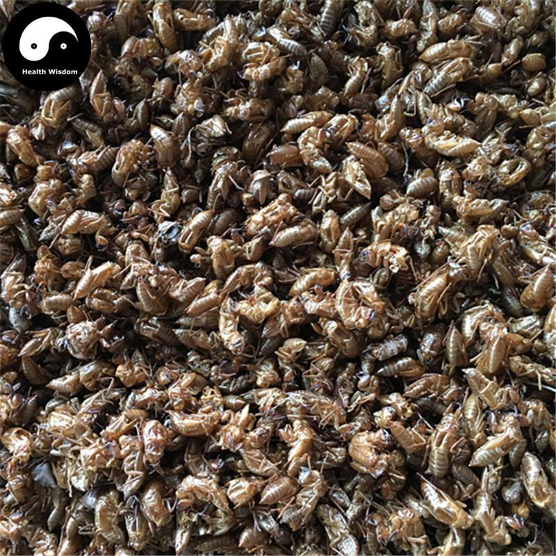 Chan Tui 蝉蜕, Cicada Molting (Slough), Periostracum Cicadae, Cryptotympana-Health Wisdom™