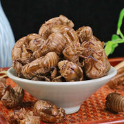 Chan Tui 蝉蜕, Cicada Molting (Slough), Periostracum Cicadae, Cryptotympana-Health Wisdom™